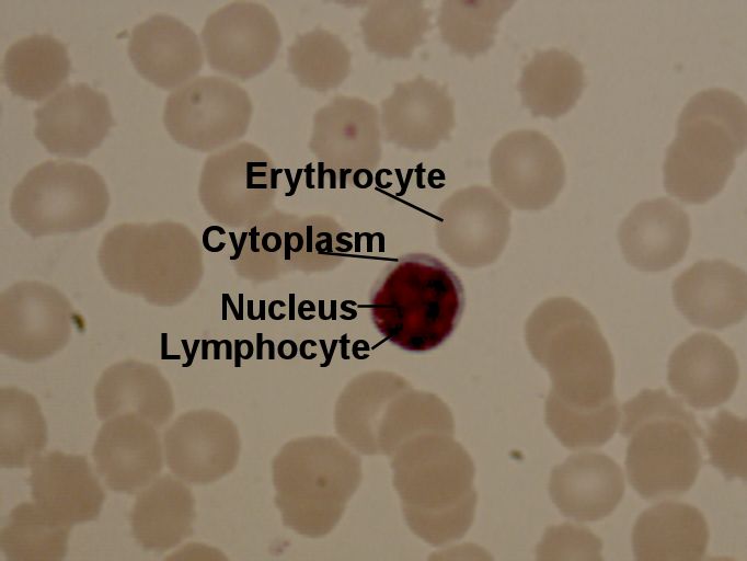 Labeled image from labbook