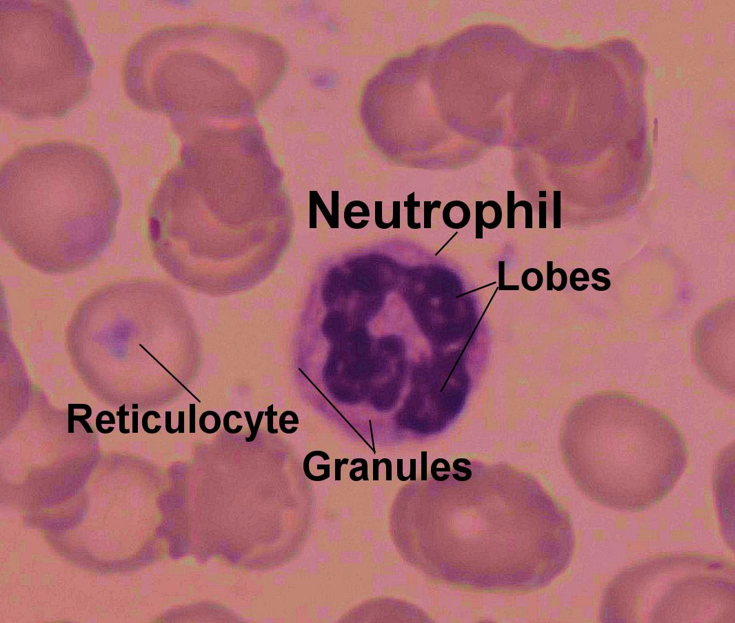 Labeled image from labbook