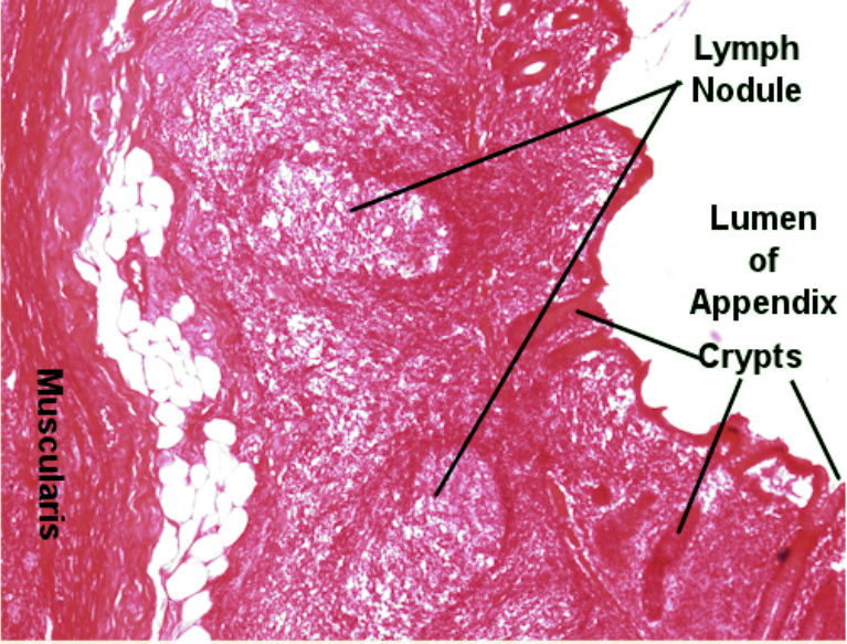 Labeled image from labbook