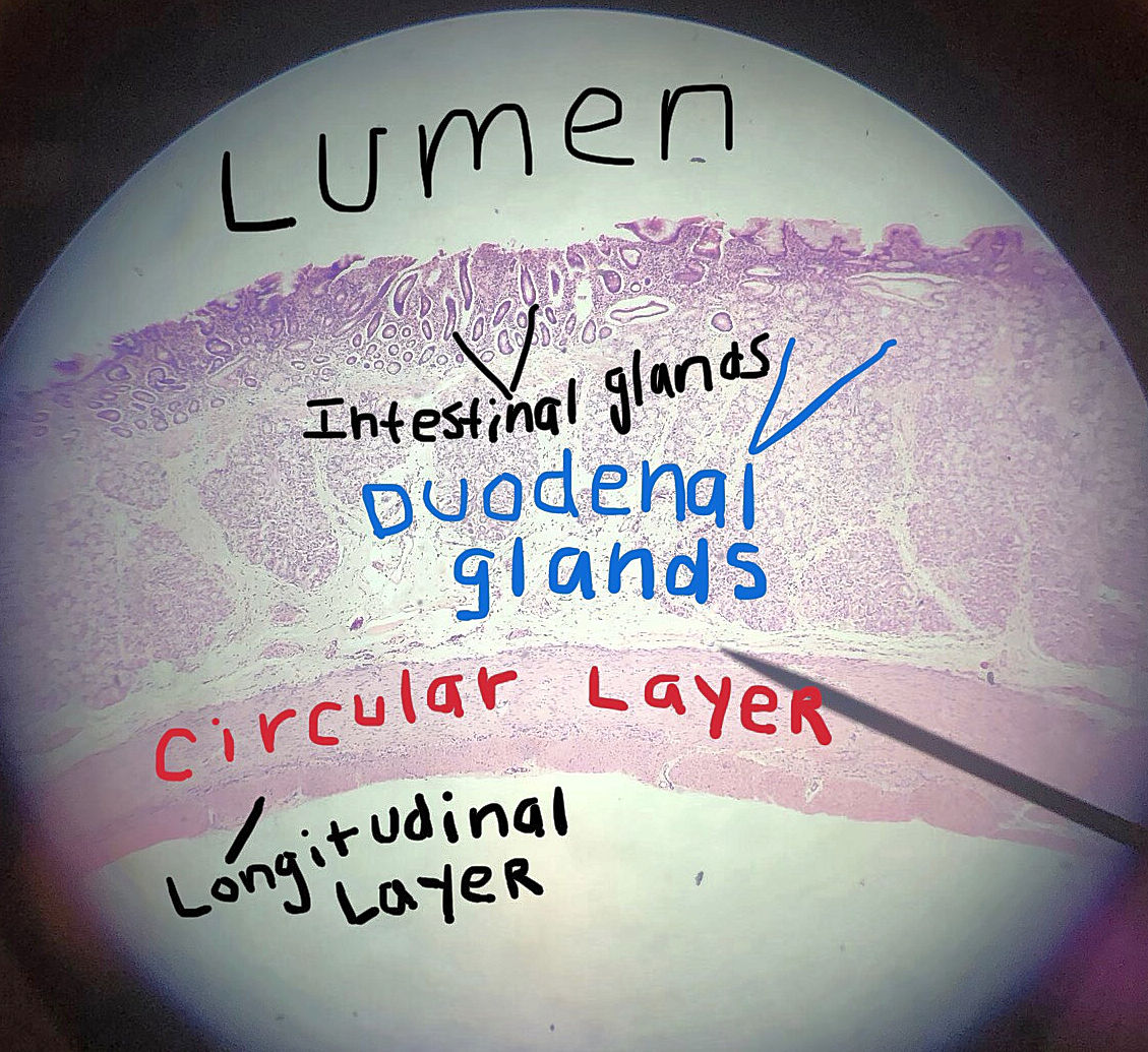 duodenum