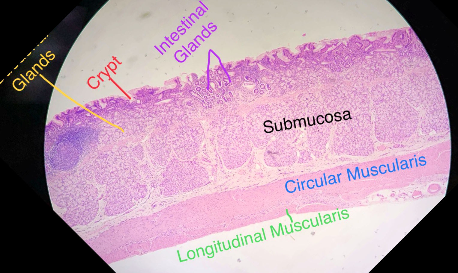 Labeled image from labbook