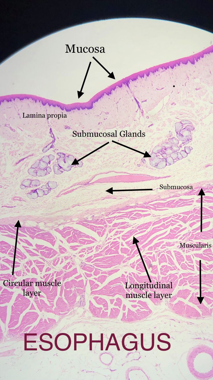 esophagus