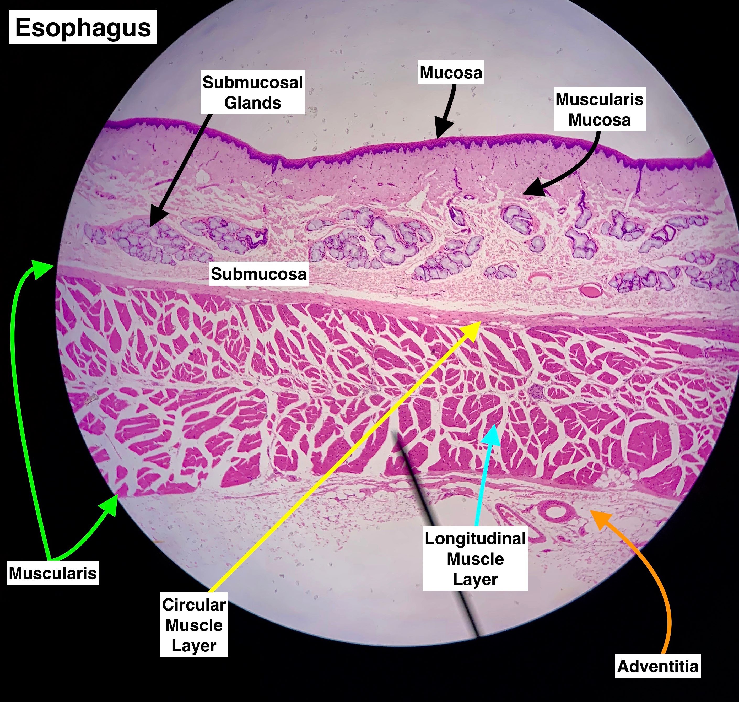 Labeled image from labbook