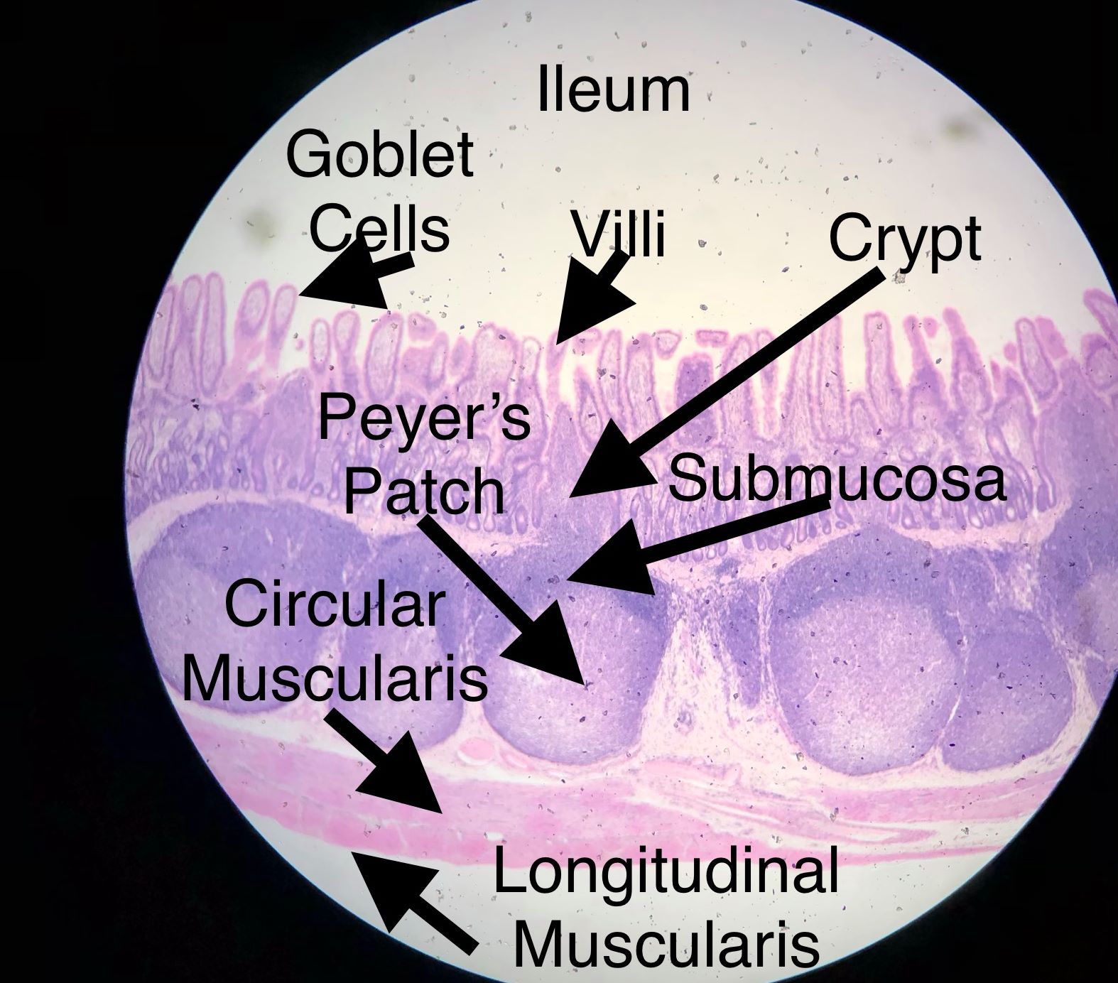 Labeled image from labbook