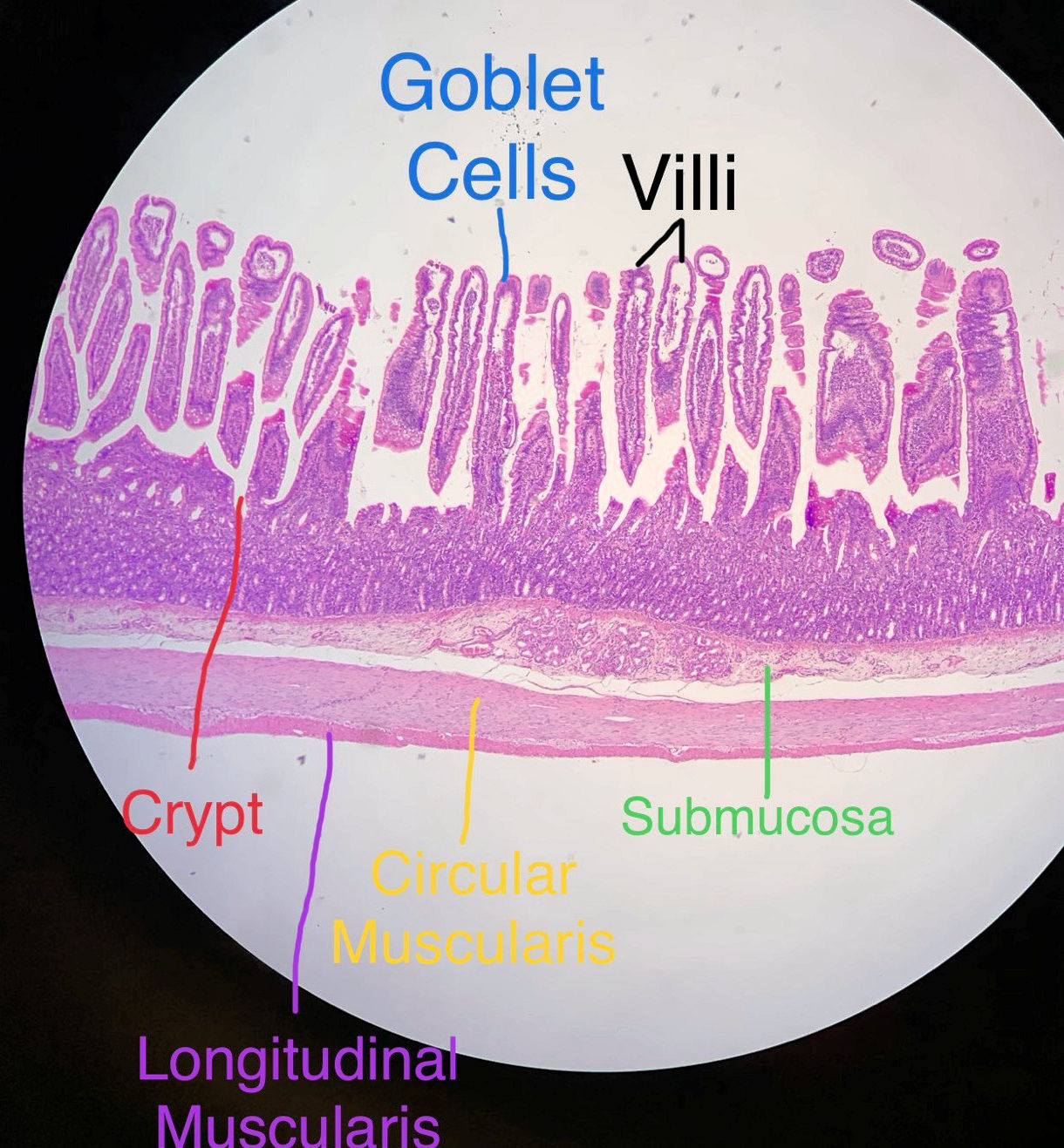 Labeled image from labbook