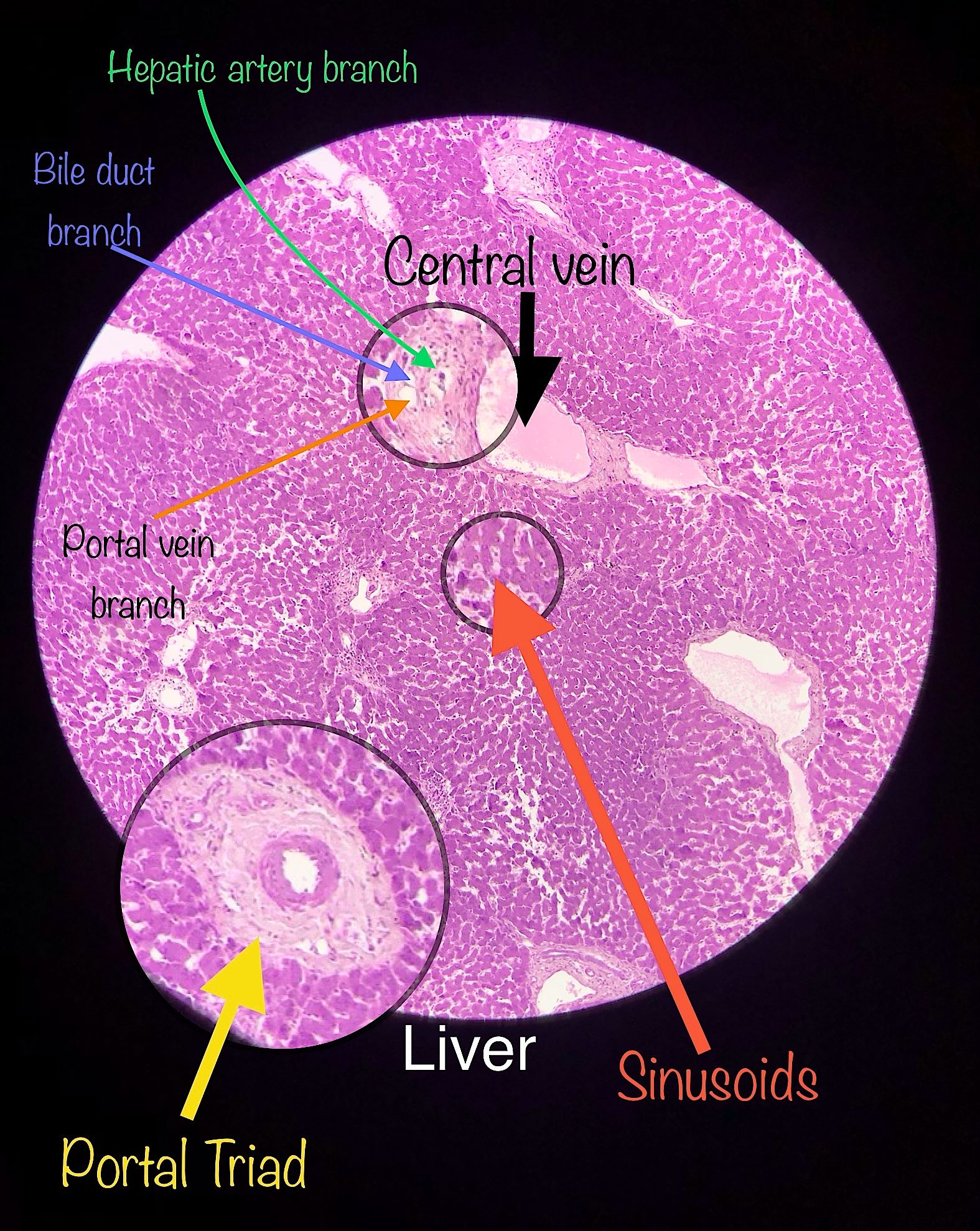 Liver