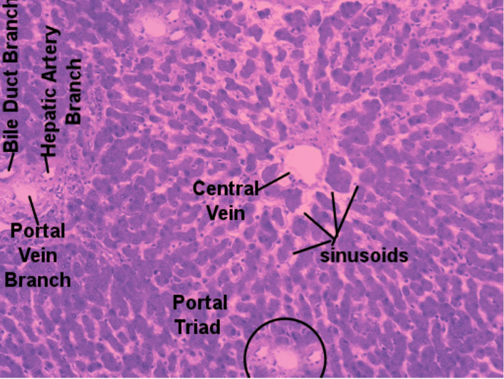 Labeled image from labbook