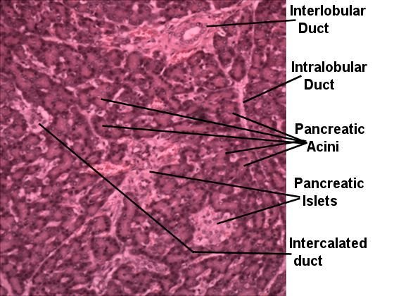 Labeled image from labbook