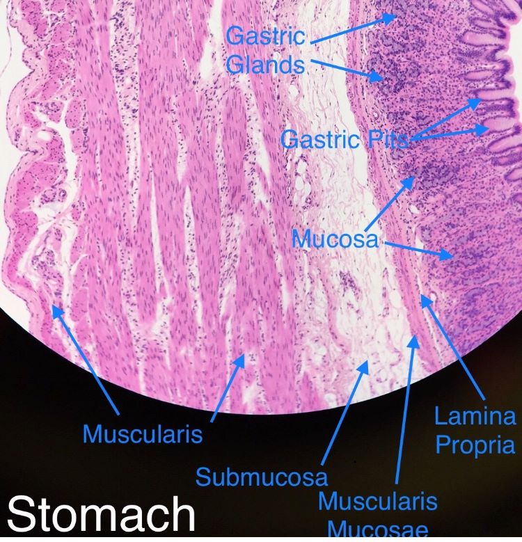 stomach