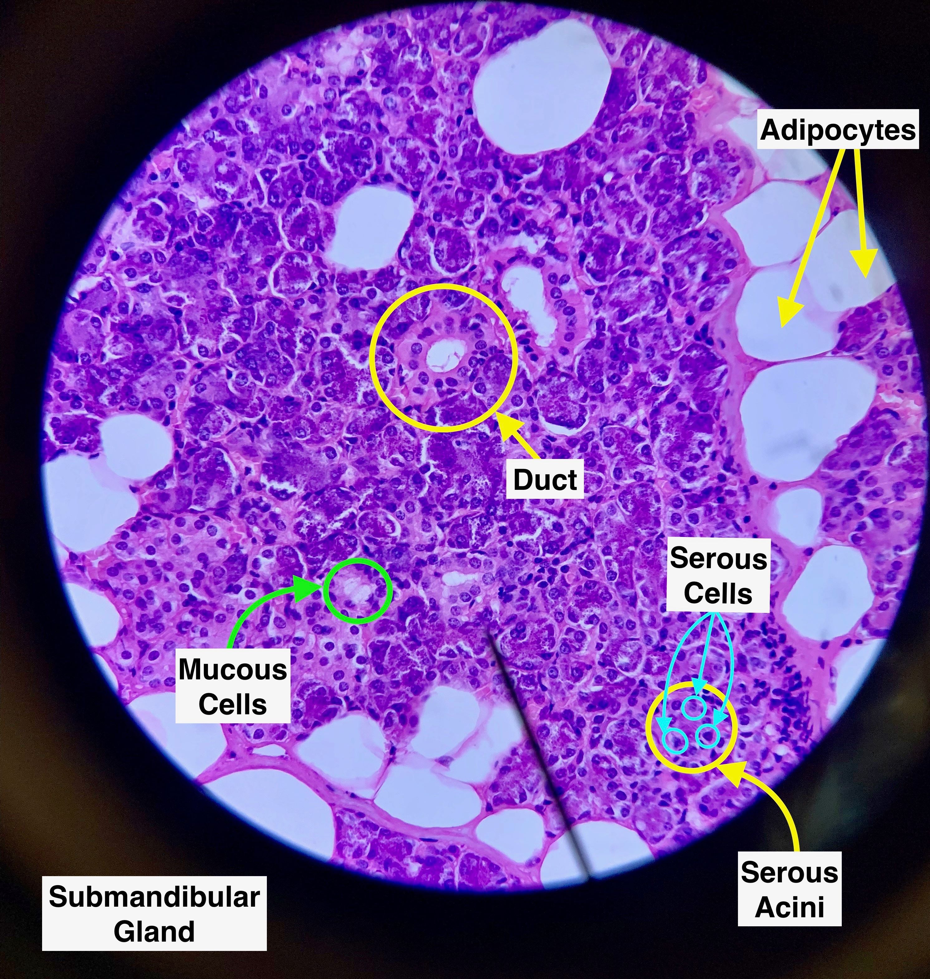 Labeled image from labbook