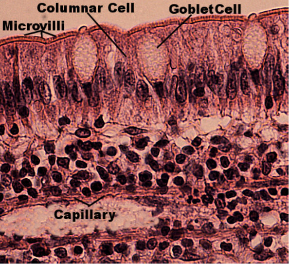 Labeled image from labbook