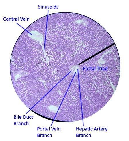 Liver