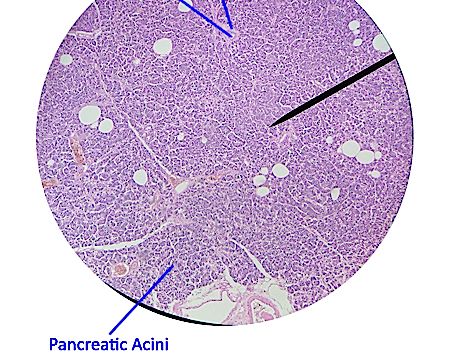 pancreas