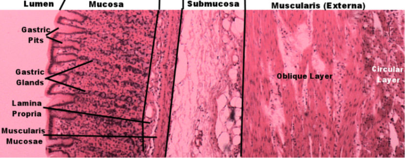 Labeled image from labbook