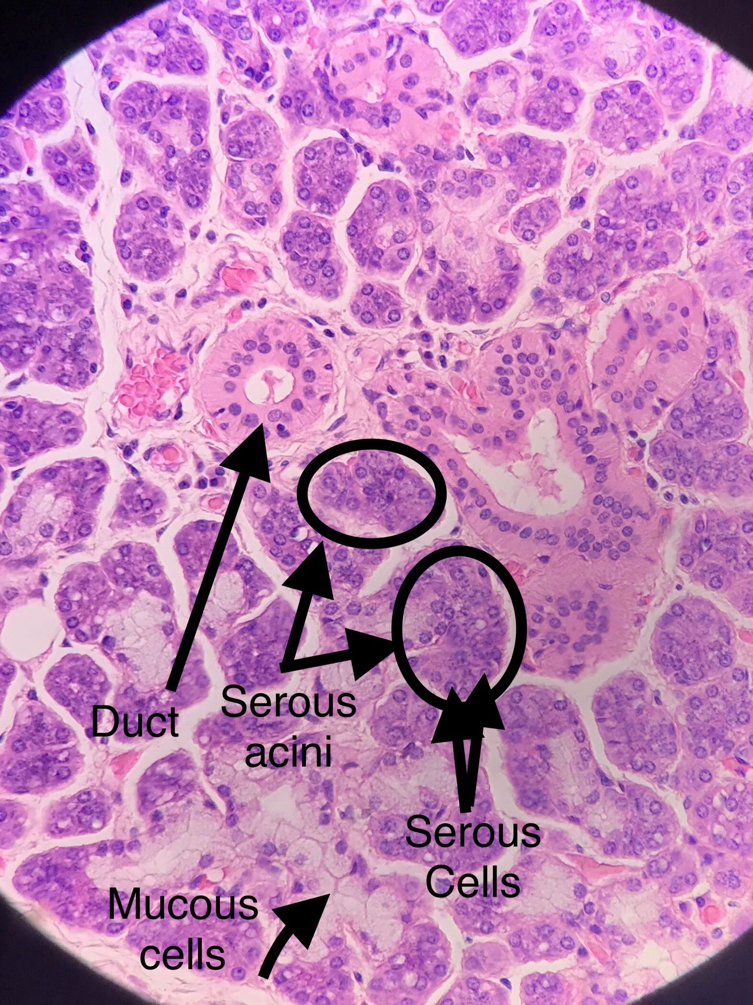 submandibular gland