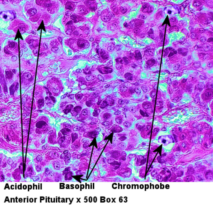 Labeled image from labbook