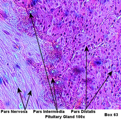 Labeled image from labbook