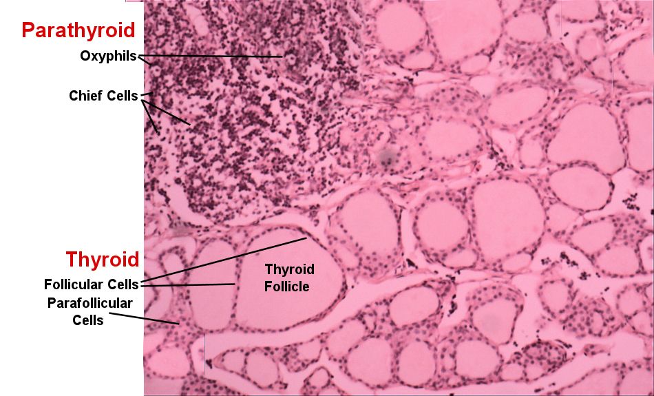 Labeled image from labbook