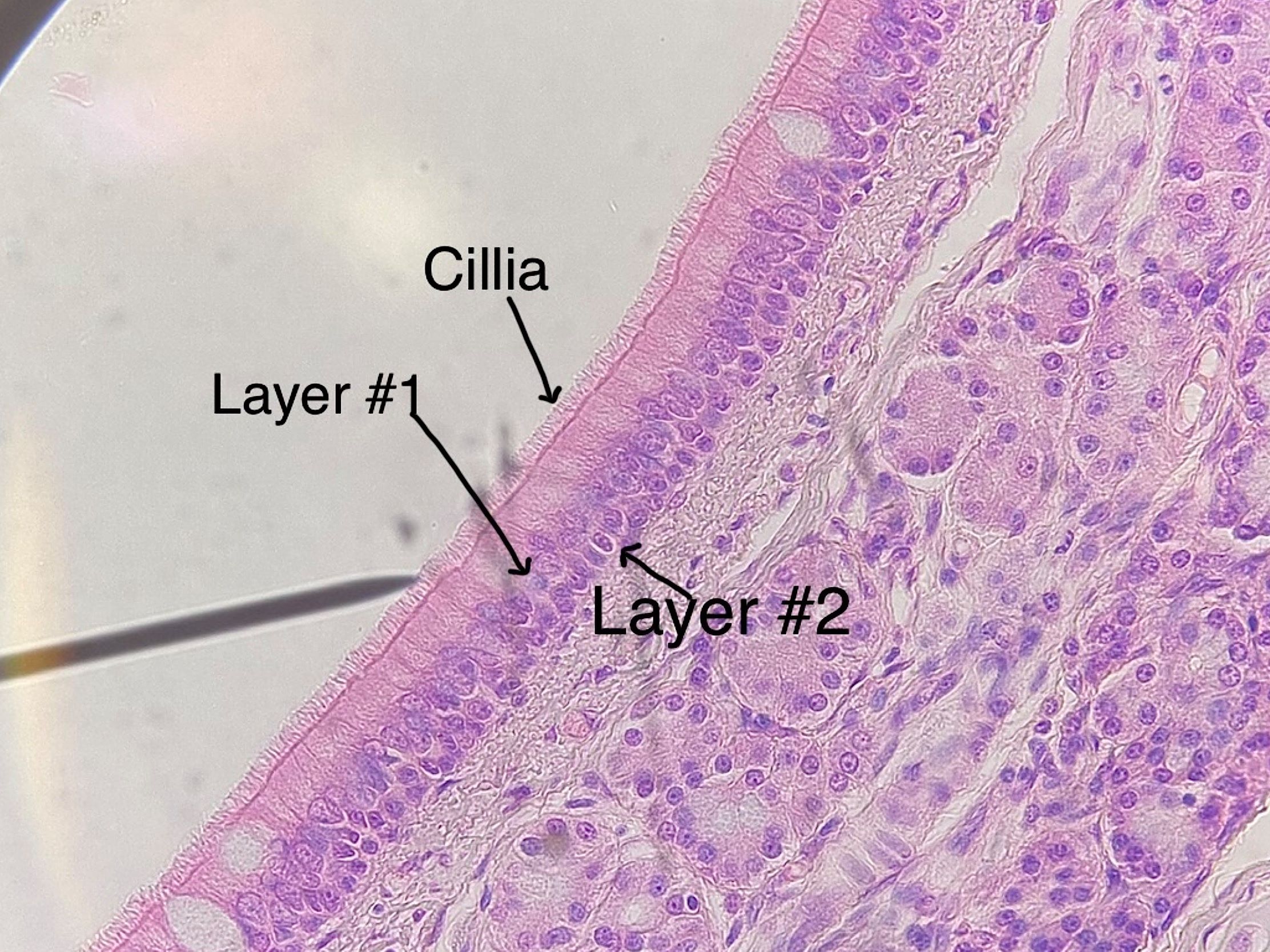 pseudostratified columnar epithelium