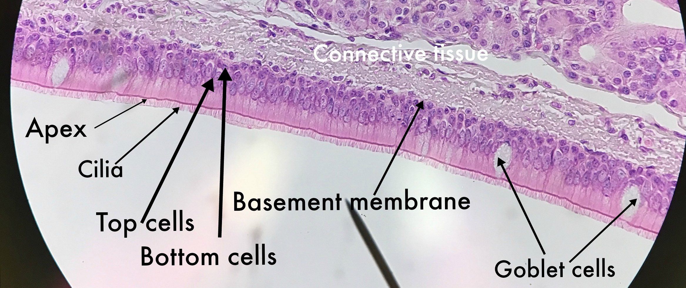 pseudostratified columnar epithelium