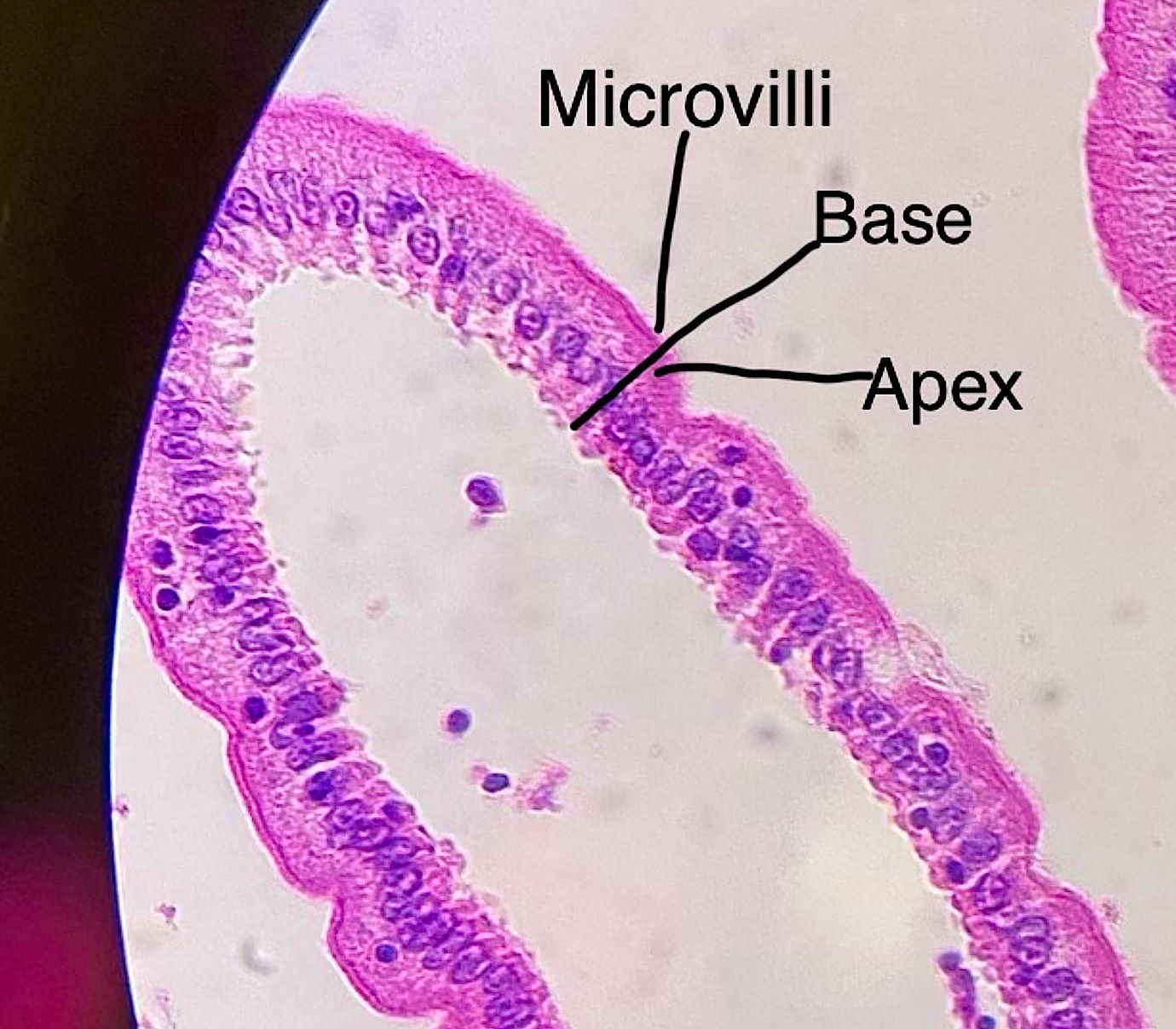 Simple columnar epithelium