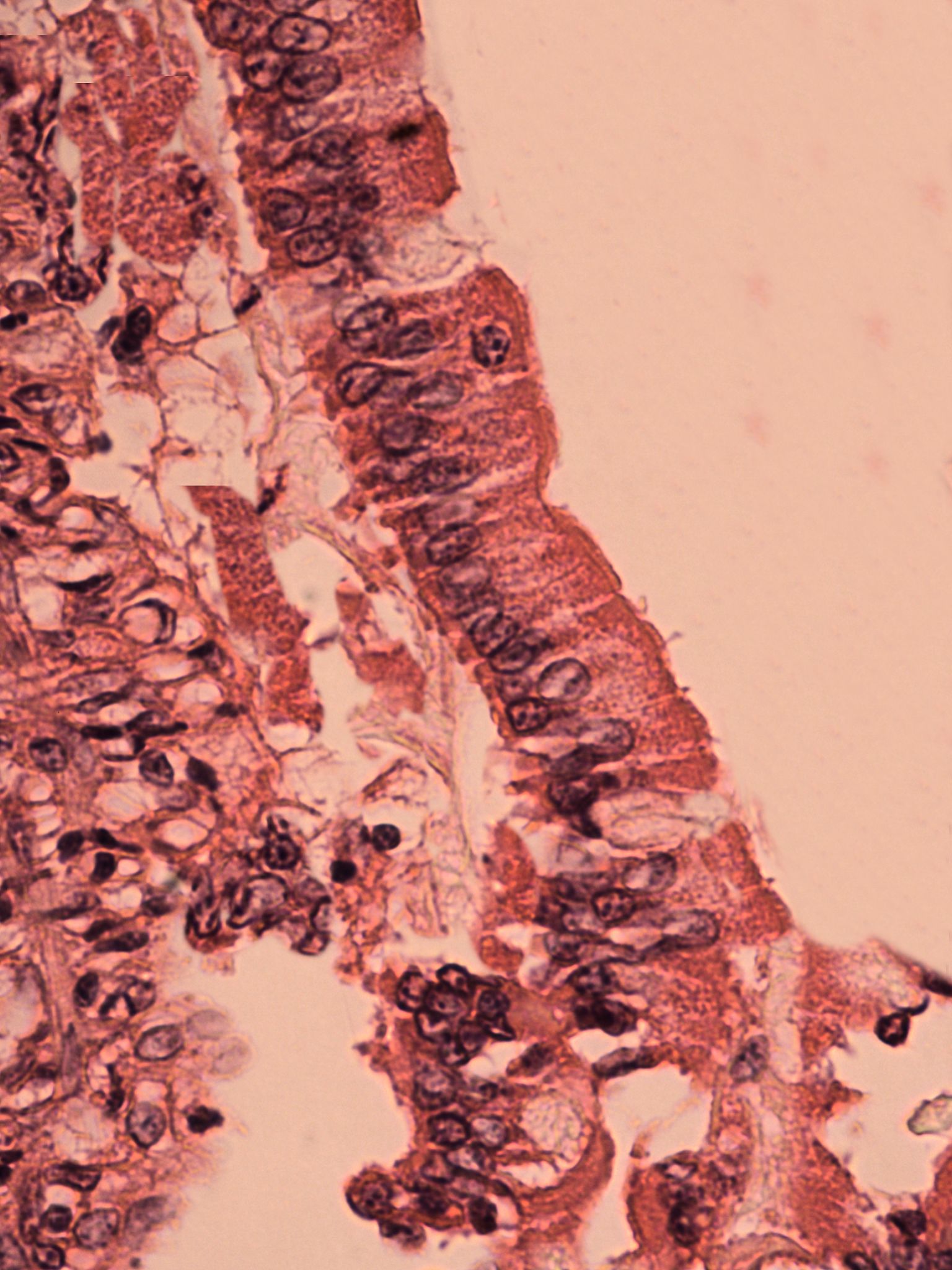 Simple columnar epithelium