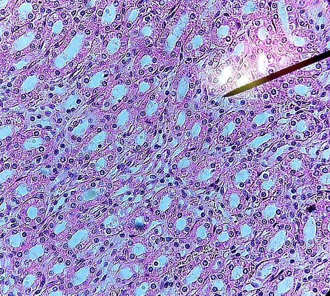 Simple cuboidal epithelium