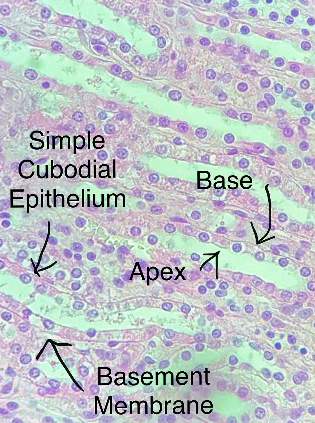 Simple cuboidal epithelium