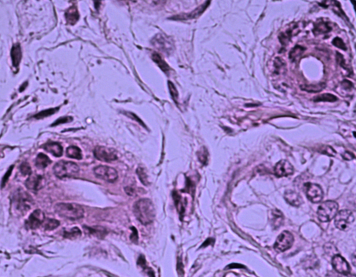 stratified cuboidal epithelium