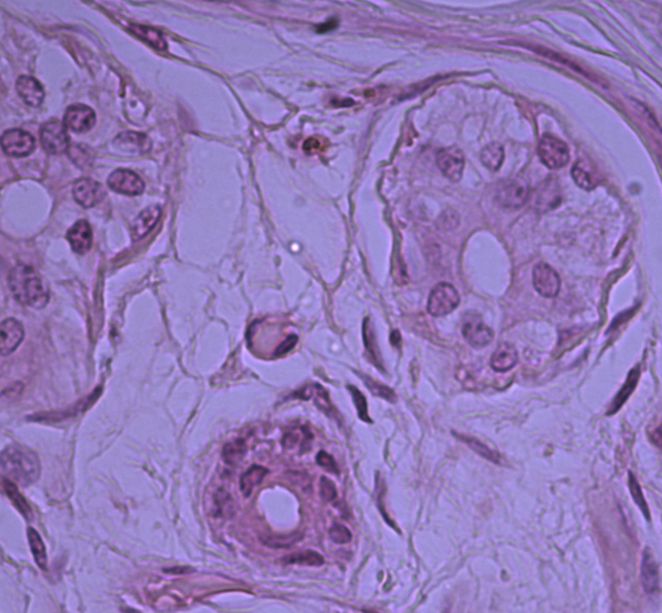 stratified cuboidal epithelium