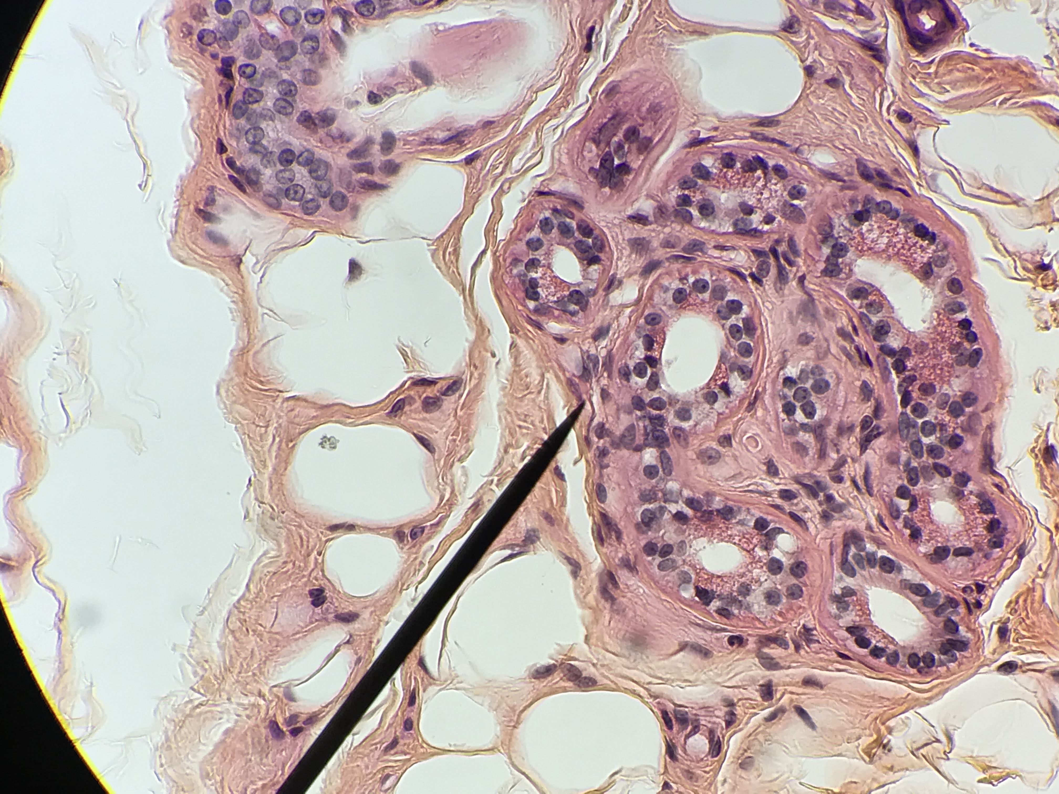 stratified cuboidal epithelium