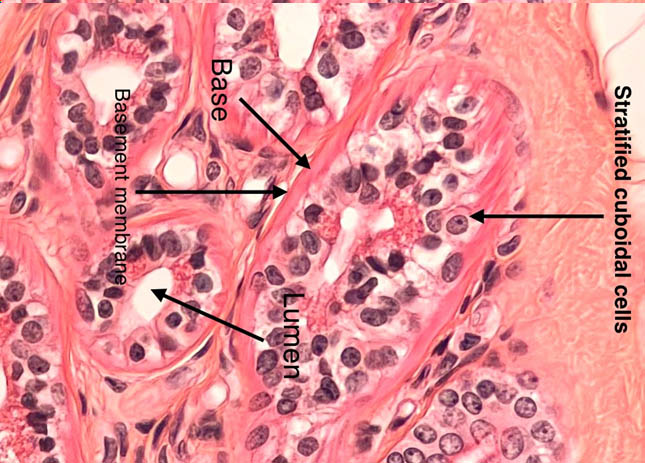 stratified cuboidal epithelium