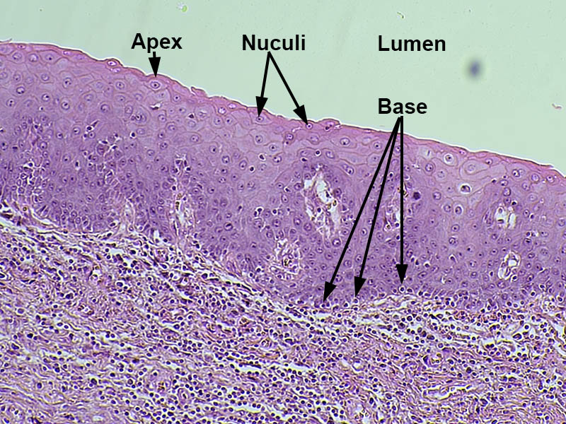 stratified squamous epithelium Labeled