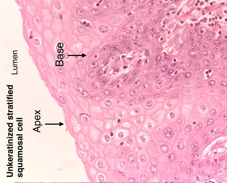 stratified squamous epithelium