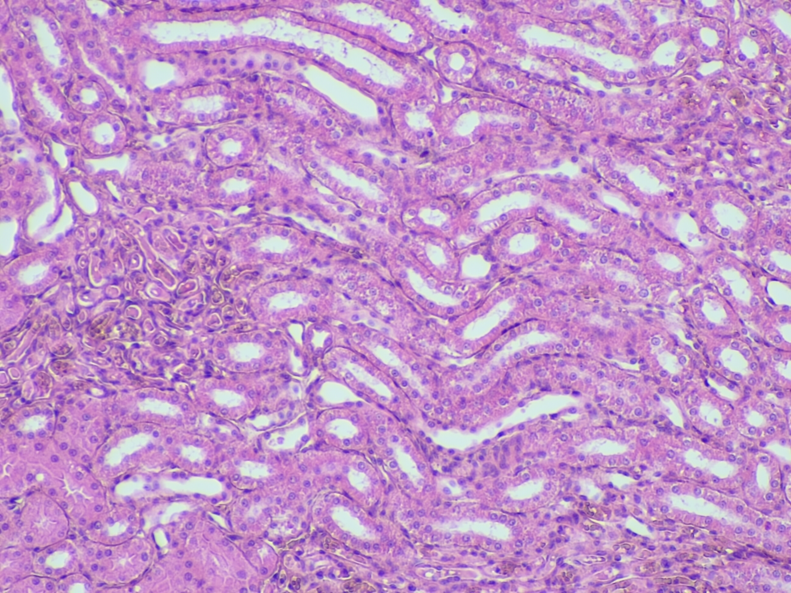 Simple cuboidal epithelium