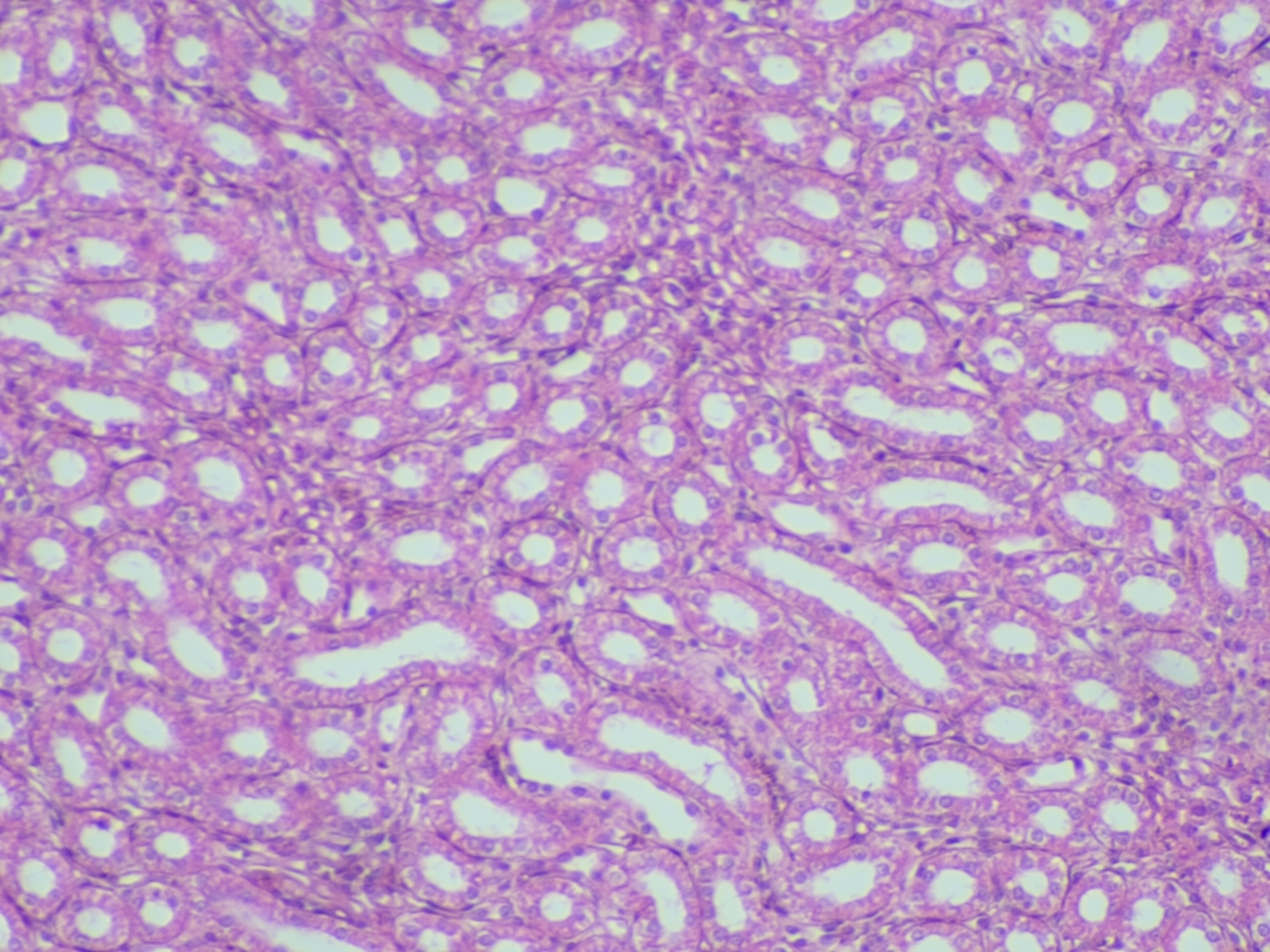 Simple cuboidal epithelium