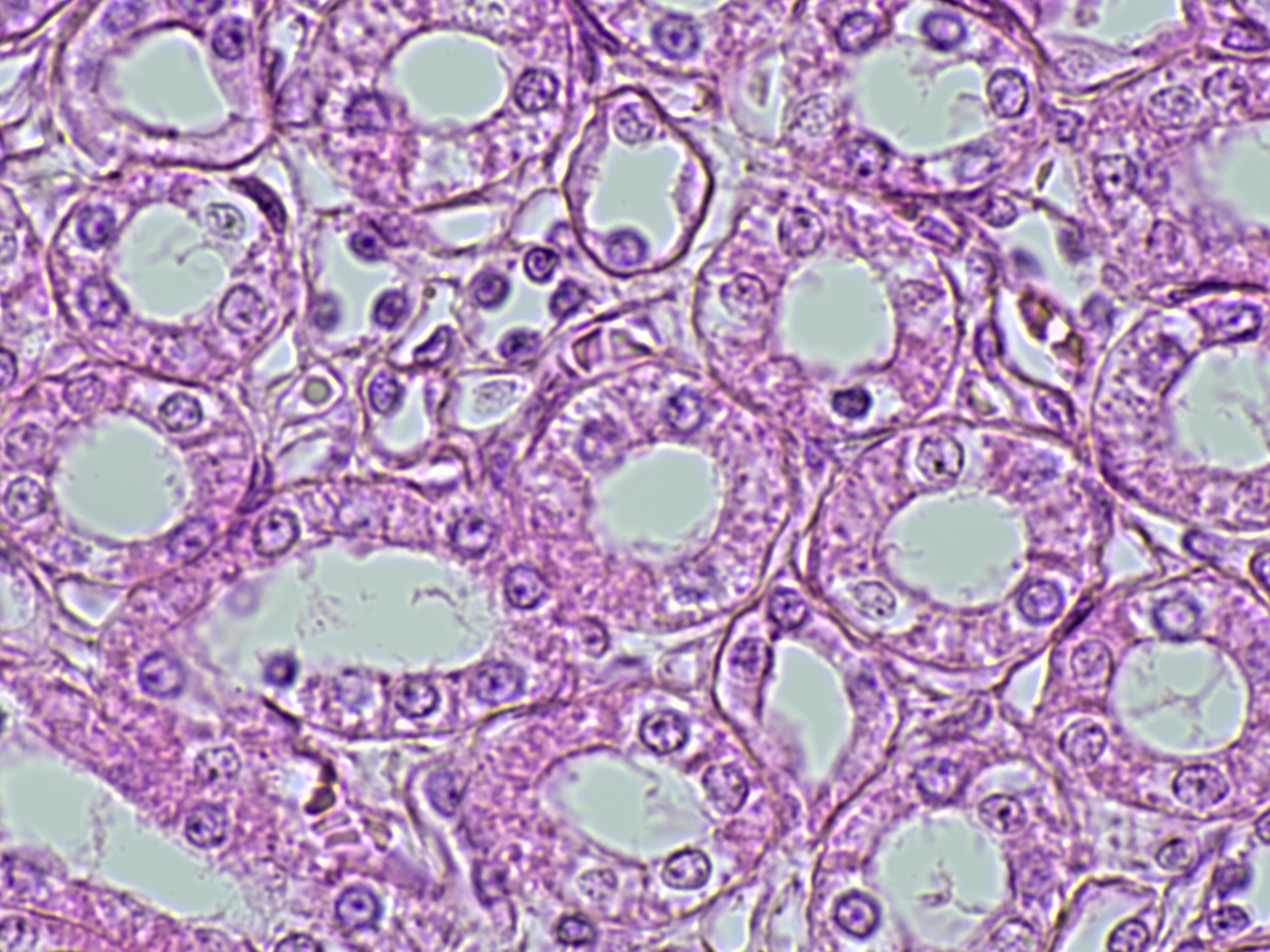 Simple cuboidal epithelium