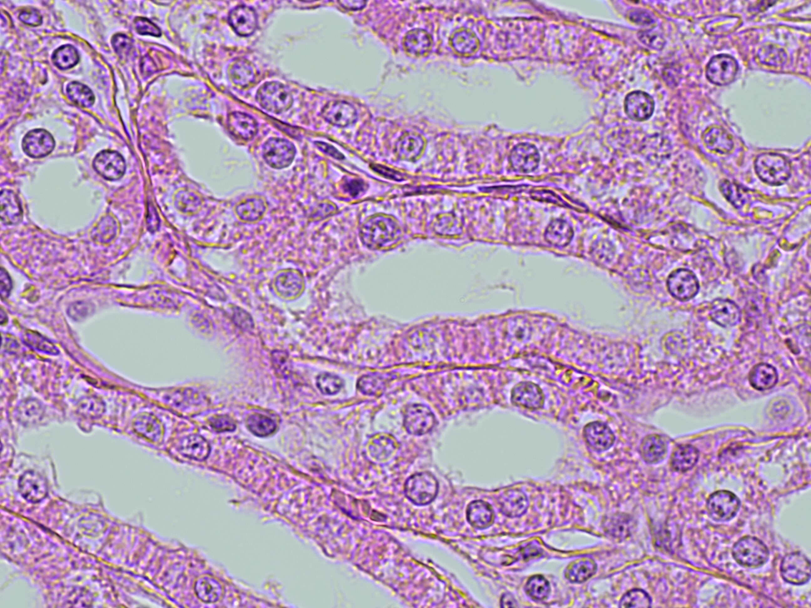 Simple cuboidal epithelium