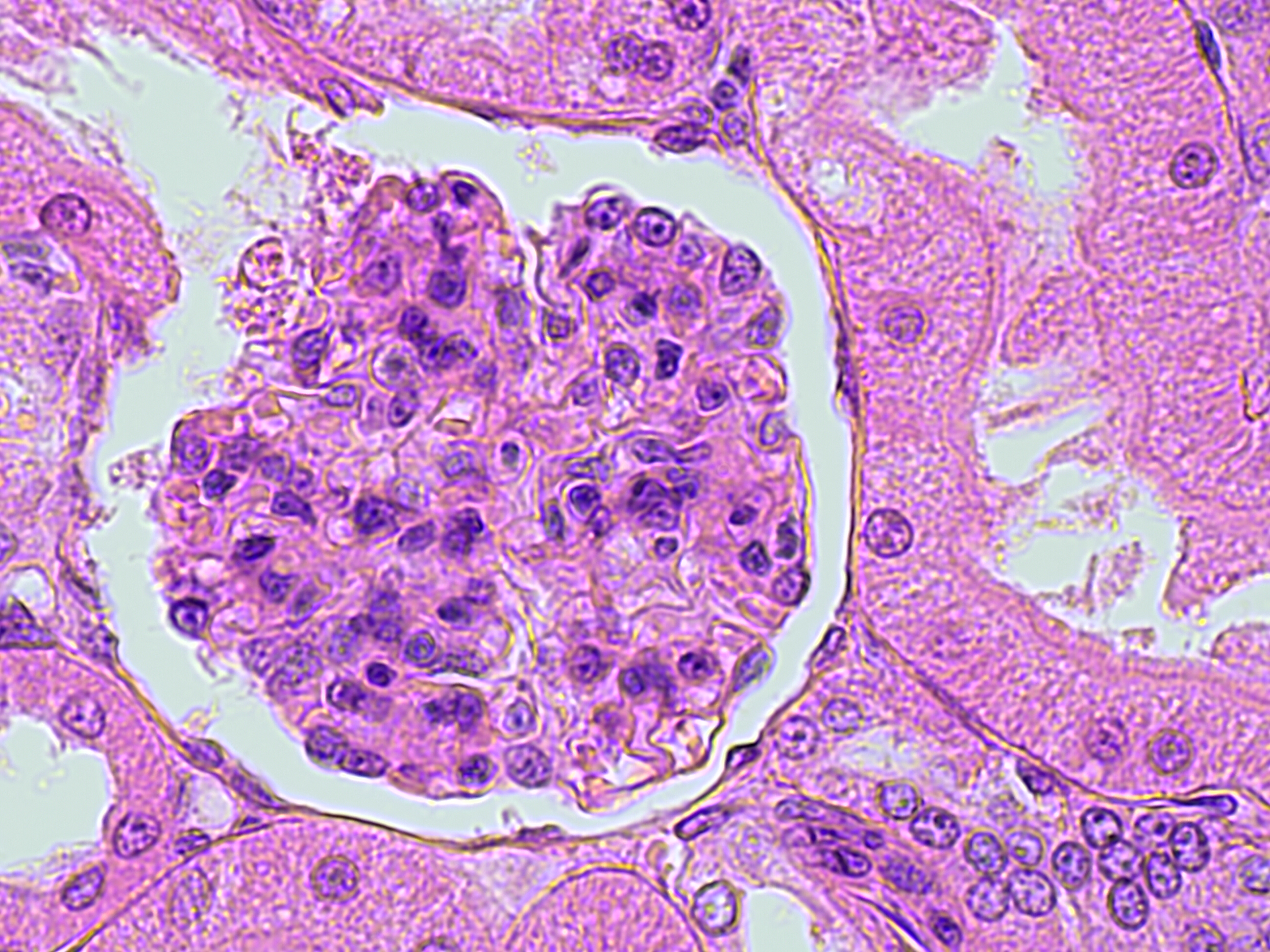 Simple cuboidal epithelium