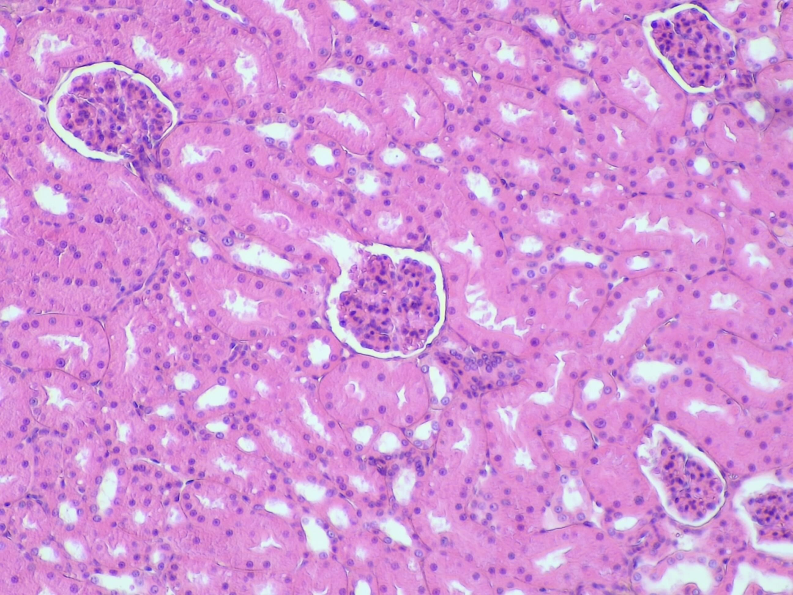 Simple cuboidal epithelium