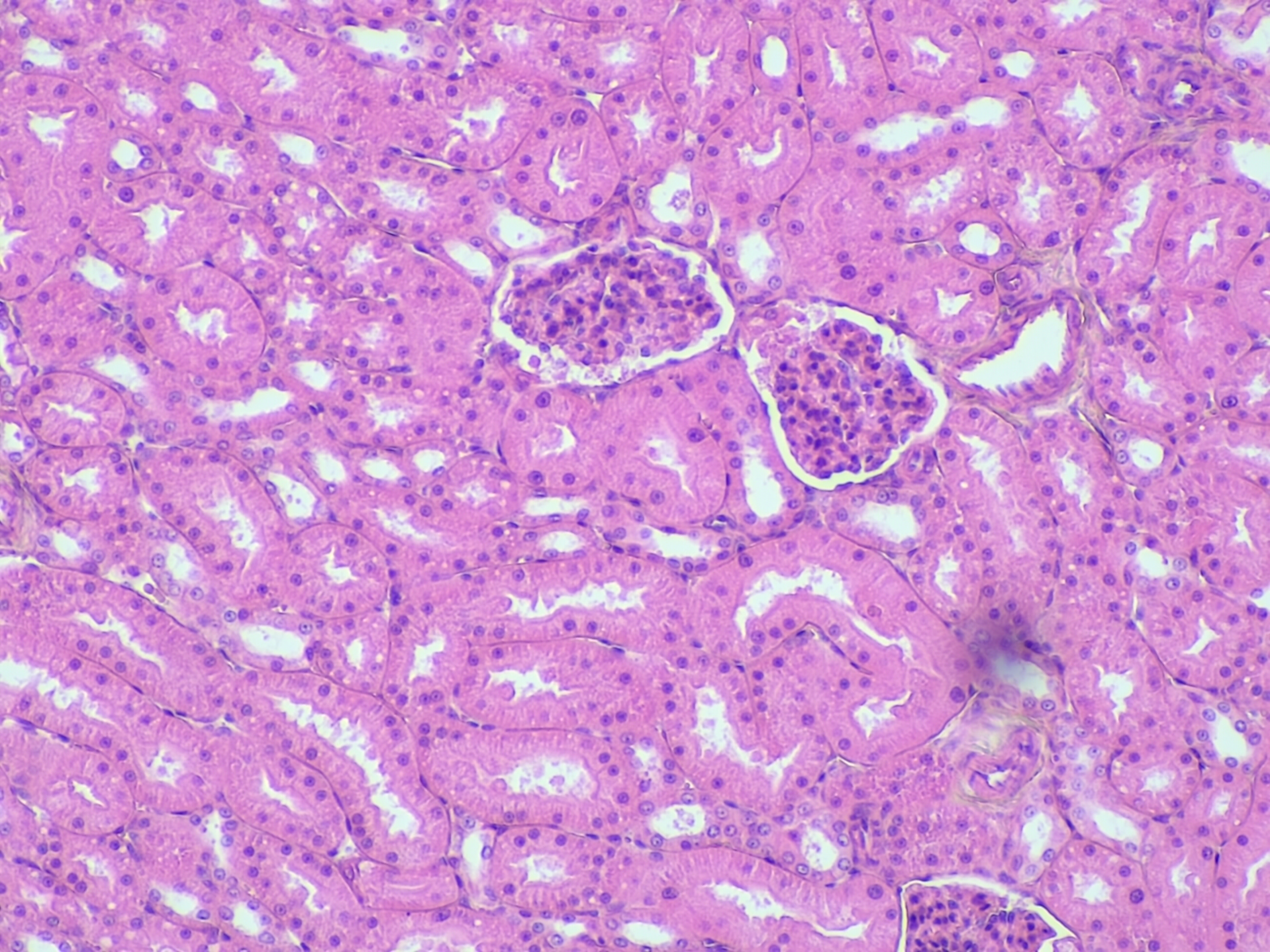 Simple cuboidal epithelium