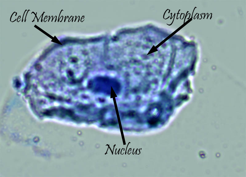 Cheek Cell