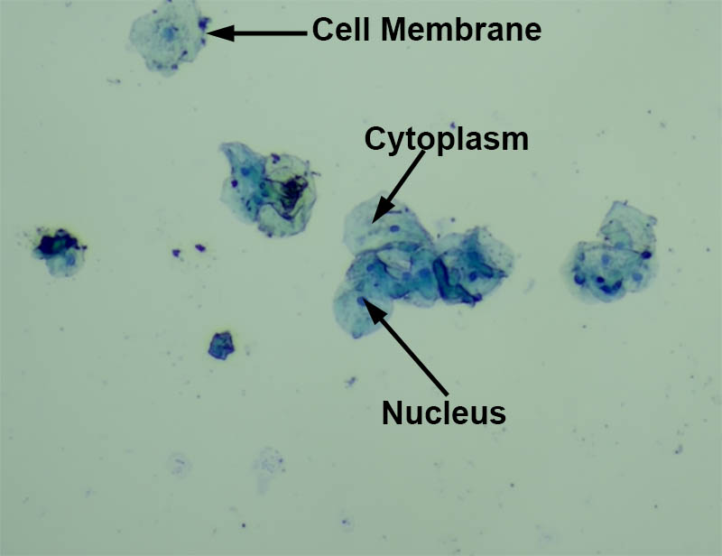 Cheek Cell