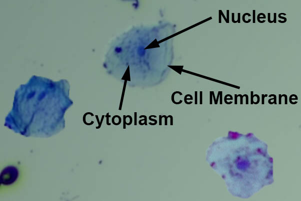 Cheek Cell