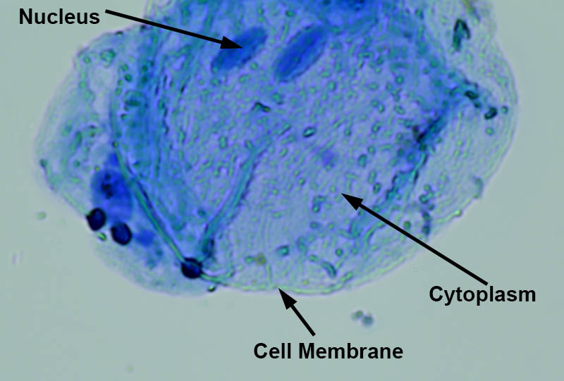 Cheek Cell