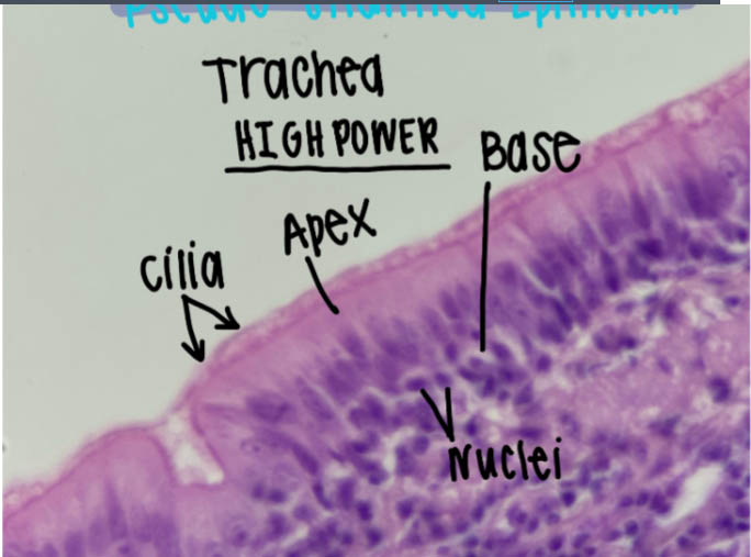 Cilliated epithelial cells from the trachea