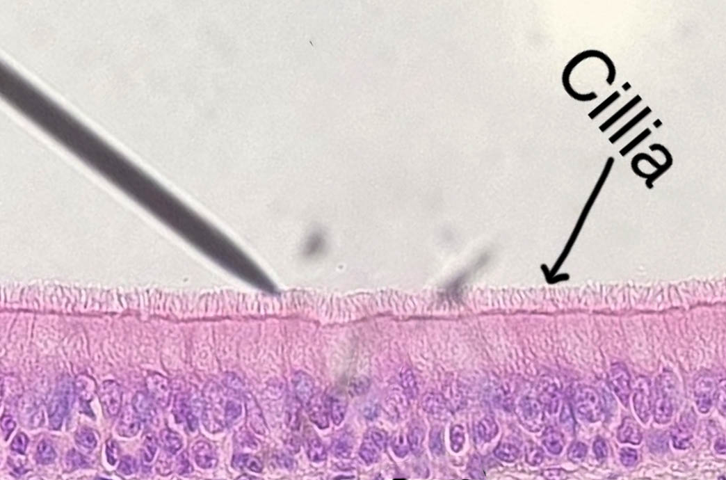 Labeled image from lab book