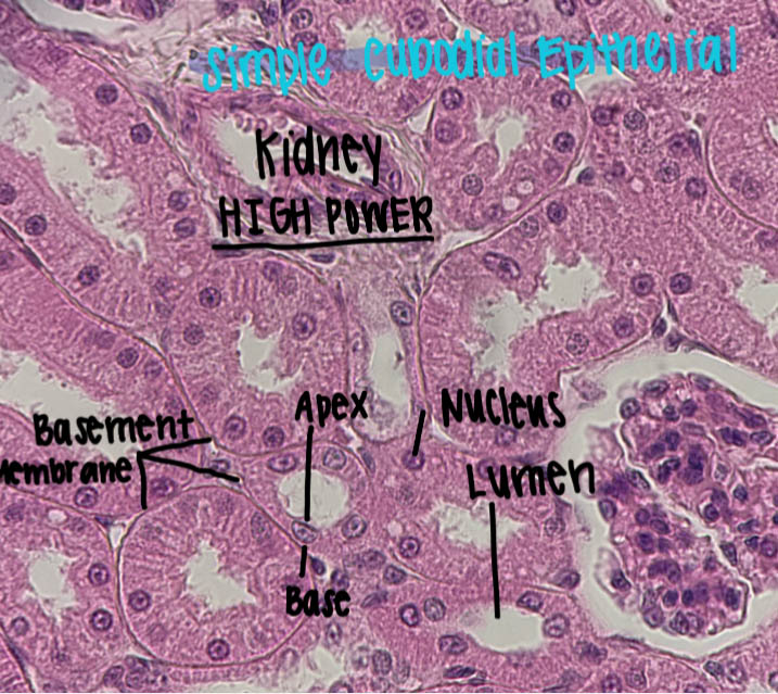 Simple cuboidal epithelium