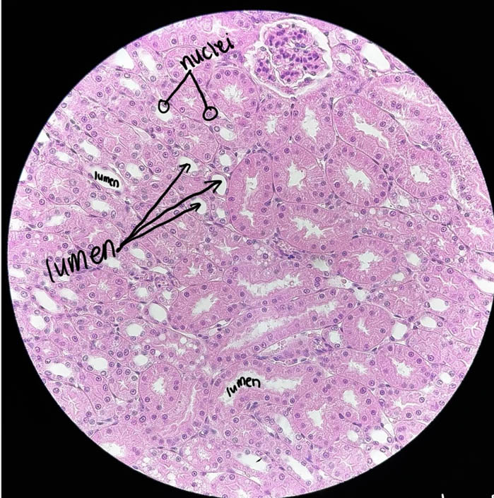 Simple cuboidal epithelium