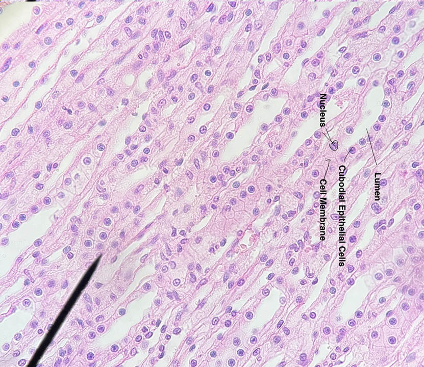 Simple cuboidal epithelium